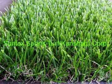 Hot Selling Good Cheap Ornamental Grass?