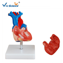 Circulatory Life-Size Heart Model