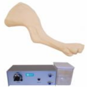 Medium-sized dog hind limb intravenous infusion model