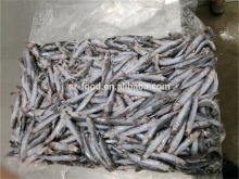 New season Fresh Frozen whole round Anchovy