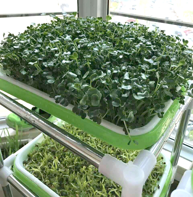 seedling tray for hydroponic vegetable