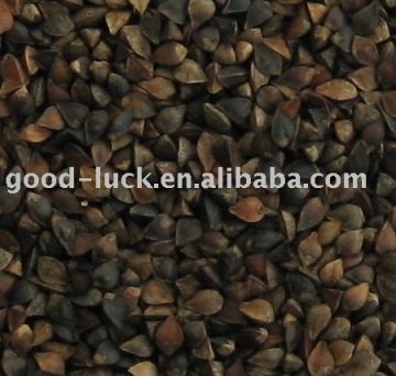 China buckwheat
