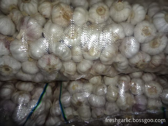 Export Fresh Garlic