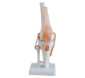 Life-Size Knee Joint