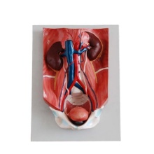 DARHMMY Human Anatomical Urinary System Model for Medical Science