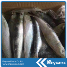 New Coming Discounted Price Frozen Sardine Fish