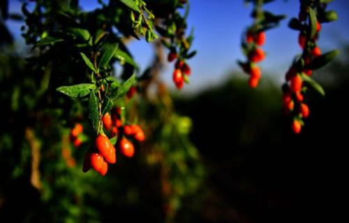 2018 Αποξηραμένα φρούτα μούρων Wolfberry Goji