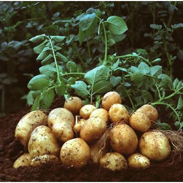 Tengzhou&#39;dan taze patates