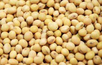 The BEST Spiced Taste Soybean