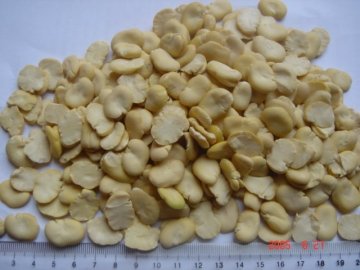 SPLIT BROAD BEANS 2009 CROP(656)