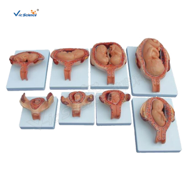 Half-Size The Development Process for Fetus Model