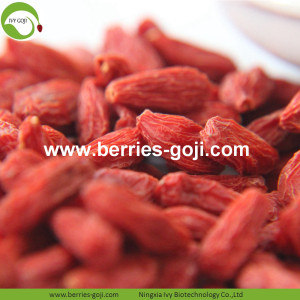 Menurunkan Berat Badan Diet Makanan Gizi Umum Goji Berries