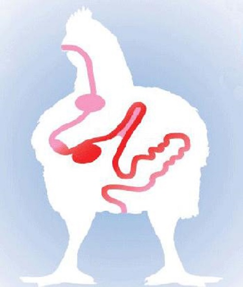 الصف الزراعي الحيواني Xylo Oligosaccharide