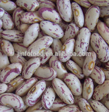 Long Shape Light Speckled Kidney Beans