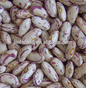 Long Shape Light Speckled Kidney Beans