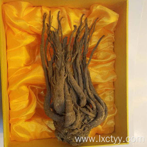 angelica acutiloba root extract