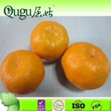 navel orange and valencia orange importer