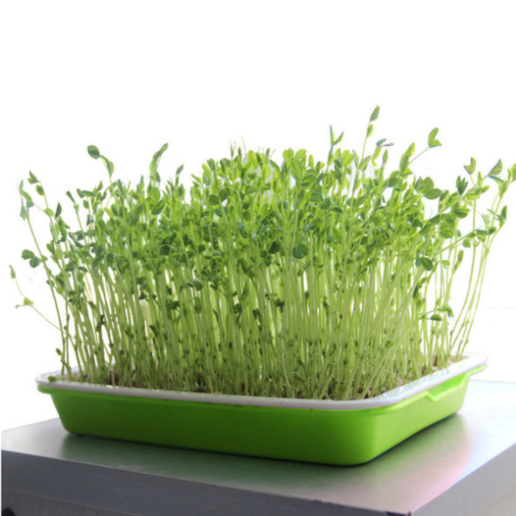 Skyplant PVC seedling tray for Indoor Planting