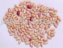 2015 new crop red sugar bean(712)