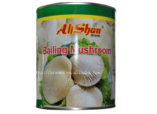 canned food factories of abalone mushroom