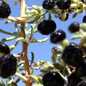 Big Black Goji Berry Tea