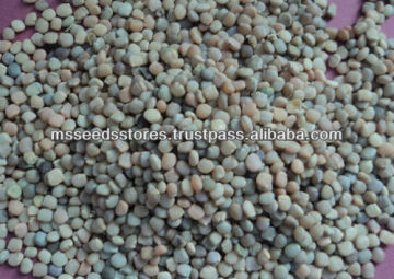 Quality Guar Seeds For Guar Gum