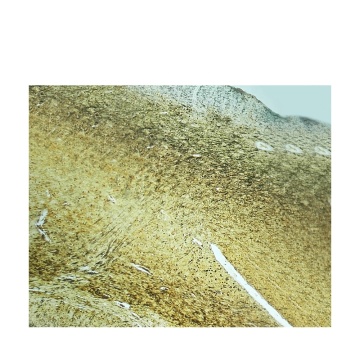 Higher Education Microscope Slides for Human Histology Study