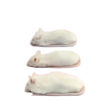 Customizable Frozen Adult Mice Pet Food for Small Snakes or Lizards