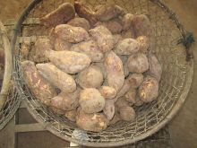 Dehydrated white sweet potato cube