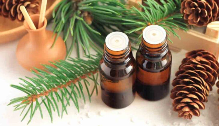 Pure natural Pine needle essential oil