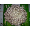 2020 New Season Normal White Garlic Size 5.0cm