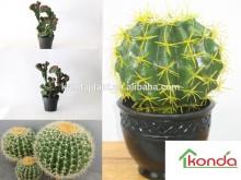 Hot selling artificial plants and trees,cheap artificial plants,fake plastic cactus,large cactus indoor plants