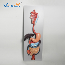 Digestive System Education Model For Medical Student