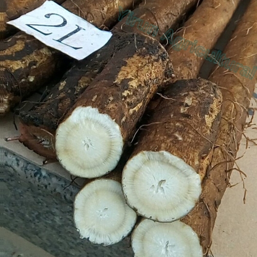 Musim Burdock 2018 Musim Semula Alam Semulajadi