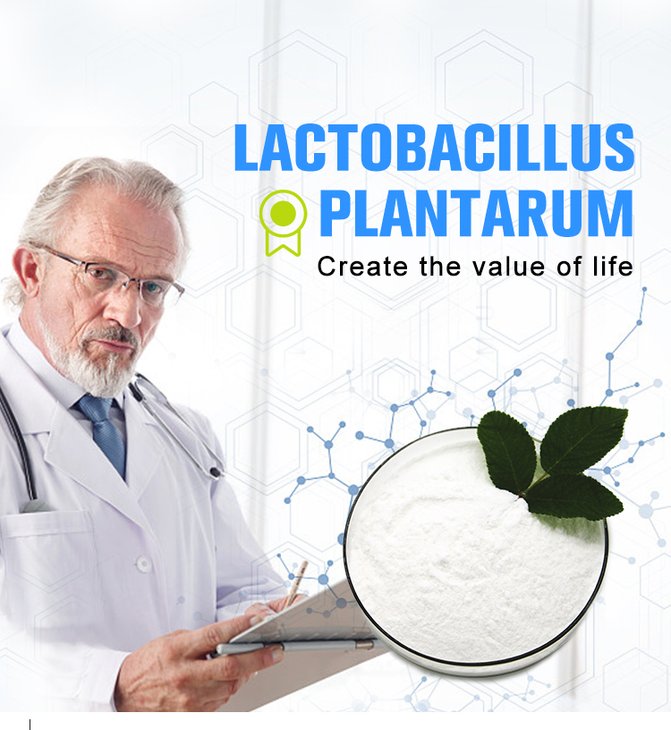 Probiotics Powder Lactobacillus Plantarum GMP certificate
