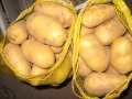 shandong nuovo raccolto migliore qualità giallo patata olanda