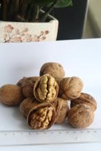 Walnut
