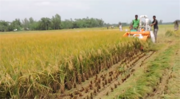 Bes rice harvest machine rice hand harvester