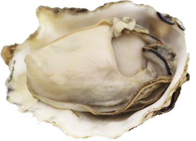 Oyster Extract