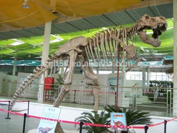 2014 Hot sale Dinosaur park real size fiberglass dinosaur fossil