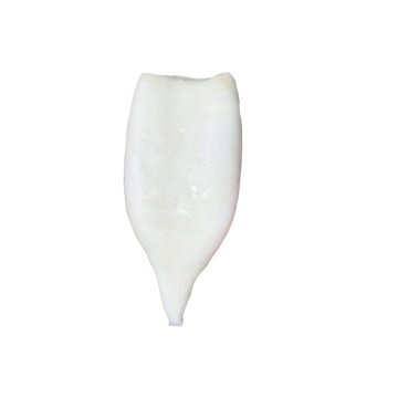 Wholesale Todarodes/illex Frozen Squid Tube