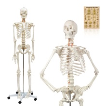 Life Size 176cm Plastic Human Skeleton Model FRT001 with Poster and Bonnet for Anatomy Study