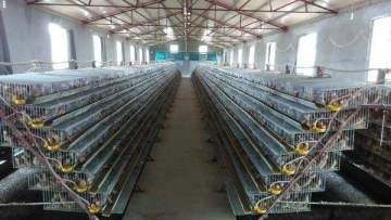 Quail broiler cage  feeding system