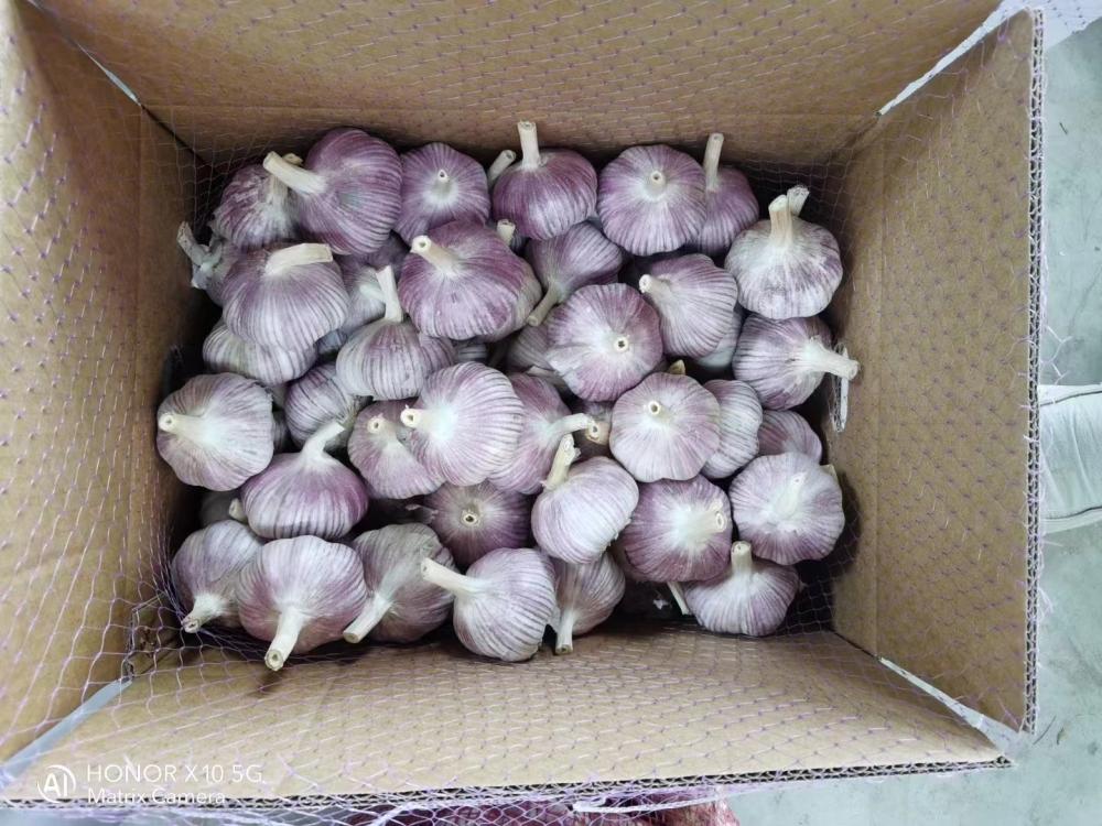 2022 Natural Fresh White Garlic Vegetables