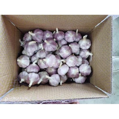 2022 Natural Fresh White Garlic Vegetables