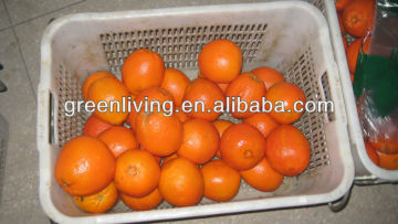 wax fresh navel orange cheap price from china