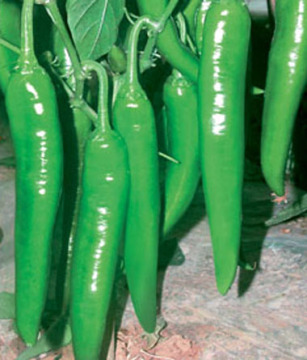 Green harvest-Organic growing peppers seeds growig base