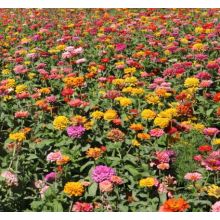 Mooie Zinnia-bloemenverkoop