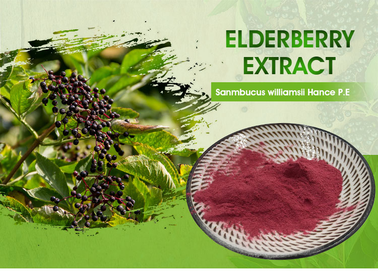 elderberry Extract