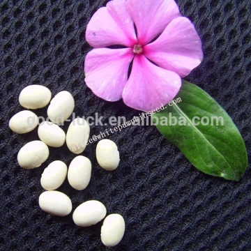 2014 Crop Small White Kidney Beans